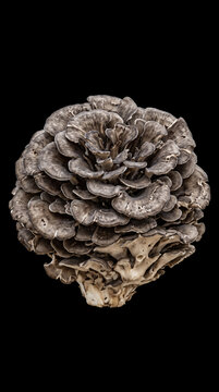 Maitake Mushroom on Black Background 