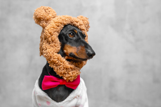 A black and tan dachshund dog wears a fuzzy bear hood with ears and a pink bow tie, posing in profile against a plain gray background, a playful pet costume concept.