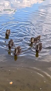 A mother duck leads a group of fluffy ducklings swimming steadily across a calm lake surface, moving rightward in a tight cluster near soft reflective ripples in warm daylight.