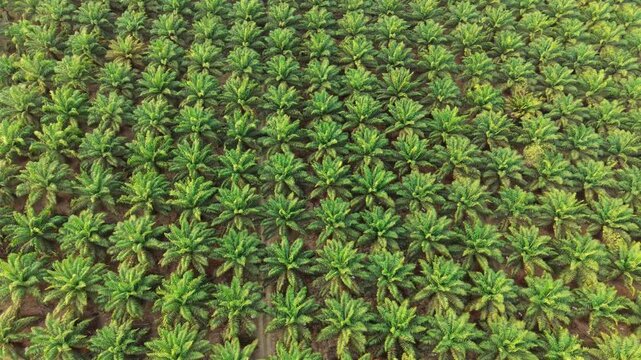 Aerial view of rows of green oil palm trees in an agricultural plantation in Anggana, East Kalimantan, Indonesia.