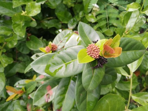 Close up of pink ixora flower buds and green leaves