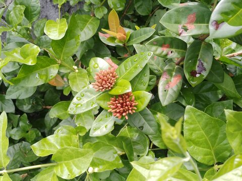 Close up of orange ixora flower buds and green leaves with water drops