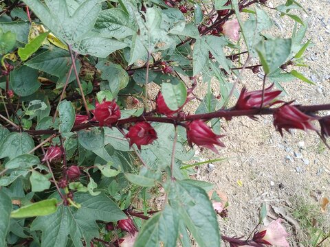 Branch of red roselle calyces ready for harvest