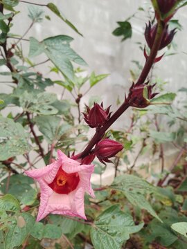 Roselle plant with pink flower and red calyx in natural garden