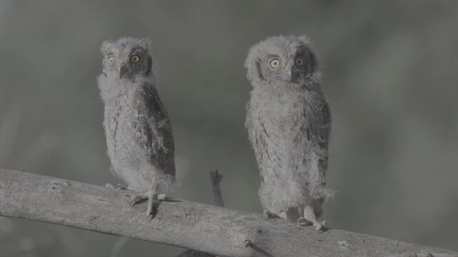 Portrait of two fluffy nestling Eurasian scops owls Otus scops perched on a tree branch in a forest. Close-up of a young wild owl chick in Wildlife, expressive eyes. ProRes 422 10-bit C-LOG2 video..
