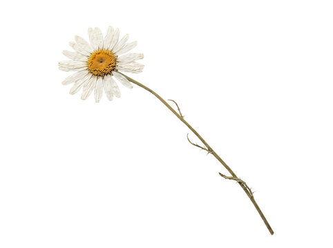 Dried daisy flower stem isolated on transparent background cutout