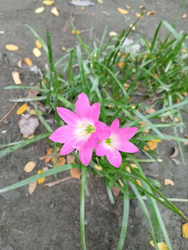 spring crocus flowers
