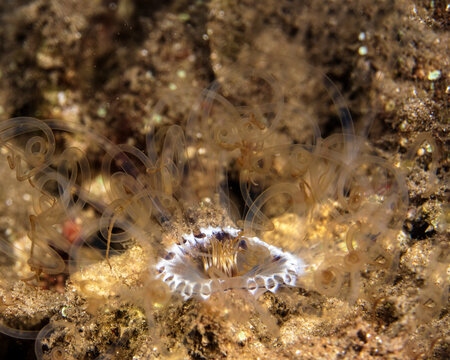 spaghetti worm in Tufi fjords, Papua New Guinea