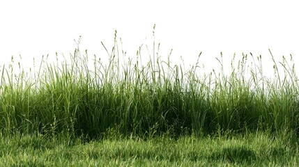 Fototapeta premium grass on white background/High-resolution detailed green grassland with wild grasses and natural vegetation isolated on a clean white background.