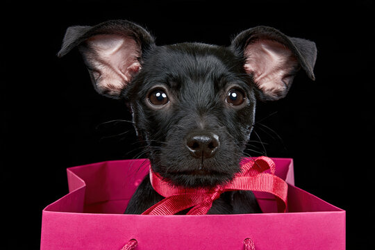 A black puppy with big, floppy ears sits inside a bright pink gift bag, adorned with a festive red ribbon, looking directly at the camera with a soulful gaze.
