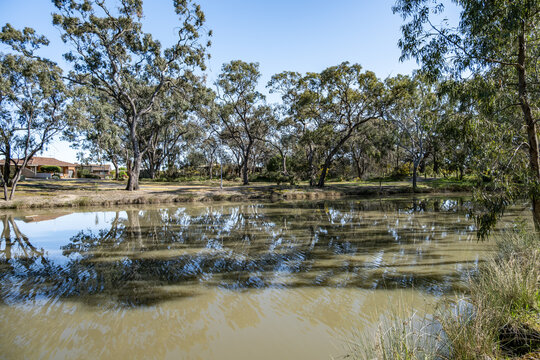 Wotonga Basin wetland lined with native eucalyptus trees and reflections in calm water, near residential homes in Horsham, Victoria, Australia. A quiet natural water feature within the regional town