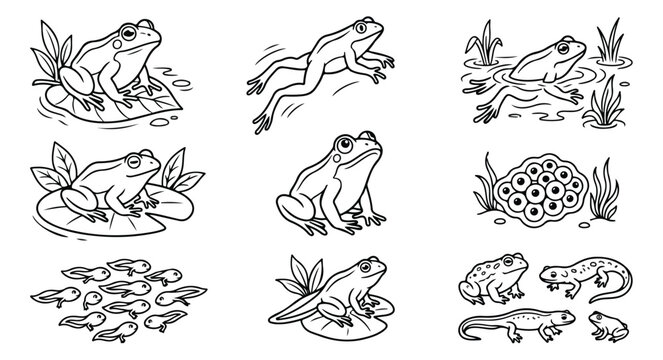 Frog life cycle line art vector collection, black and white frog outlines, hand drawn toad and tadpole coloring page illustrations for biology education