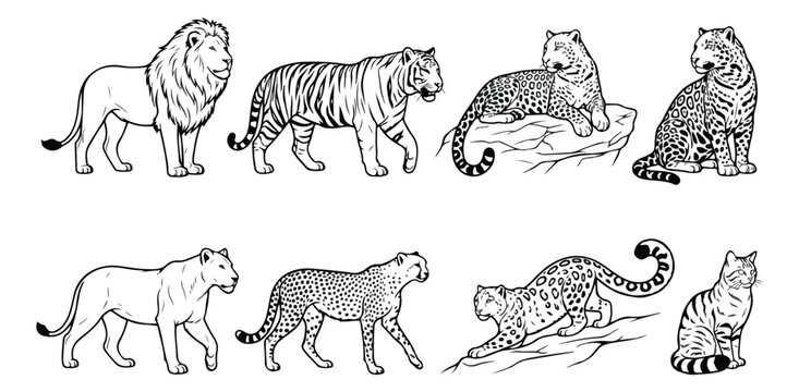 Hand drawn big cats vector illustrations set, vintage wild cat line art engravings, lion tiger leopard cheetah feline collection for design