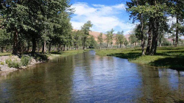 Floodplain poplar forest by the river Kyzylshin in Altai.