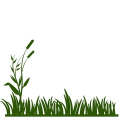 Fototapeta premium Green Grass Silhouette Border With Cattail Reeds On White.