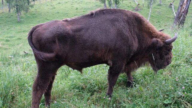 Video of European bisons grazes in a forest meadow in Altai.
