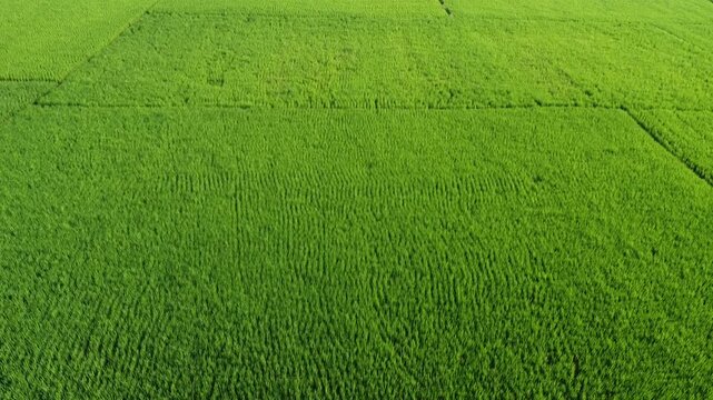 green grass field