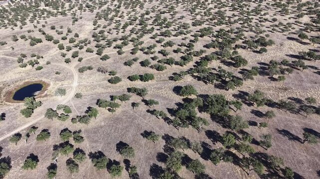 Aerial view of the dehesa landscape with scattered cork oak trees and a small pond in Valencia de Alcantara, Extremadura, Spain.