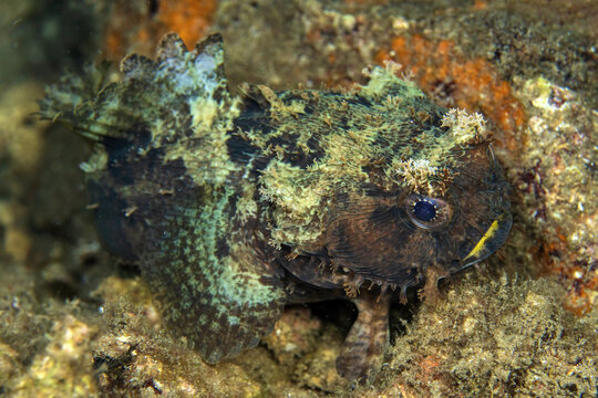 banded Toadfish, Halophryne diemensis, in Tufi fjords, Papua New Guinea
