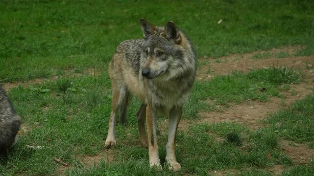 gray wolf