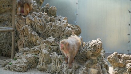 the female adult snow monkey walking down from the rocks to play in the afternoon © ElizabethGo