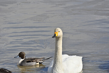 白鳥 宮城県北部 伊豆沼にて  © rujin