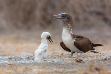 Fototapeta premium An adult blue-footed booby with its cute fluffy white chick in a ground nest on Isla de la Plata, Ecuador, showcasing unique wildlife and parental care in its natural habitat.