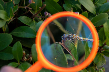 Dragonfly Wings Magnified Through an Orange Handheld Magnifying Glass © Kateryna