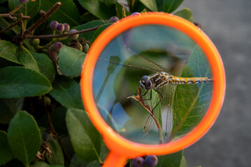 Dragonfly Framed Through an Orange Magnifying Glass Among Green Leaves © Kateryna