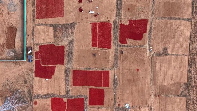 Aerial view of workers drying red chillies on the ground at a farm in India.