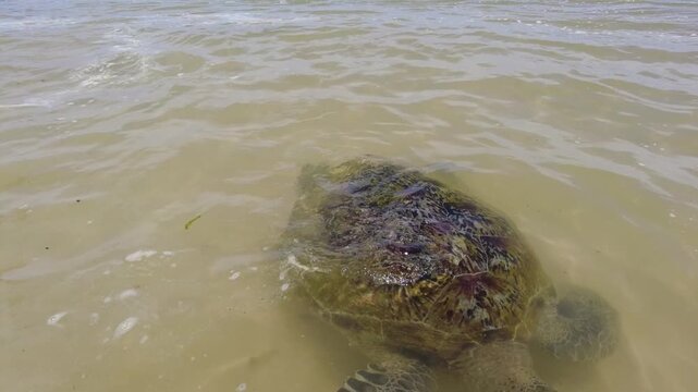 turtle on the beach
