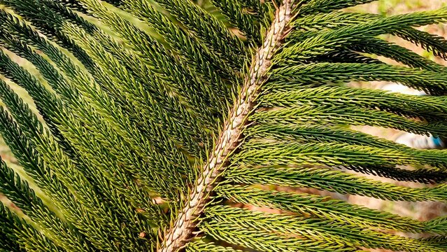 Close Up Texture of Green Norfolk Island Pine Branch