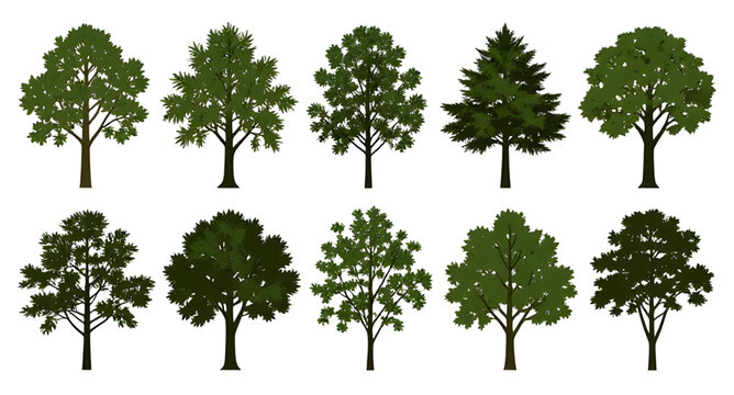 Vector Black Tree Silhouette Set Graphic Design Isolated White Background Forest Elements