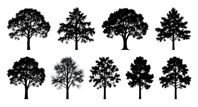 Vector Black Tree Silhouette Collection Isolated White Background Abstract Forest Shapes