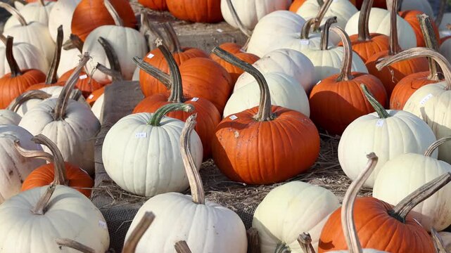 Orange and white pumpkins for sale at a farmers market
