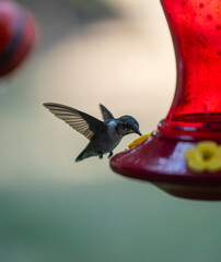 Fototapeta premium Ruby-Throated Hummingbird