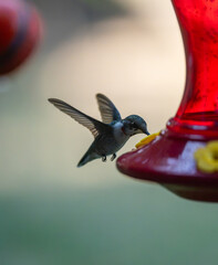 Fototapeta premium Ruby-Throated Hummingbird