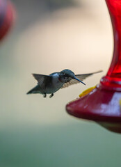 Fototapeta premium Ruby-Throated Hummingbird