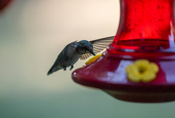 Fototapeta premium Ruby-Throated Hummingbird