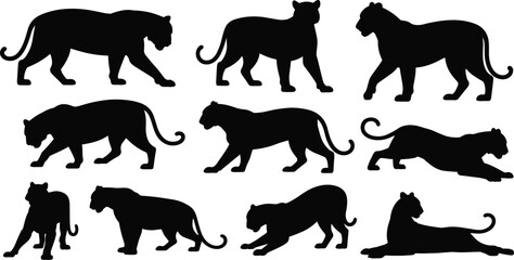 Obraz premium Vector set of wild cat silhouettes, featuring panther, tiger, and leopard poses, isolated on white, ideal for powerful mascot, logo, and wildlife graphics.
