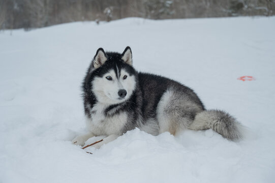 Playful husky dog sitting in snow in winter. 