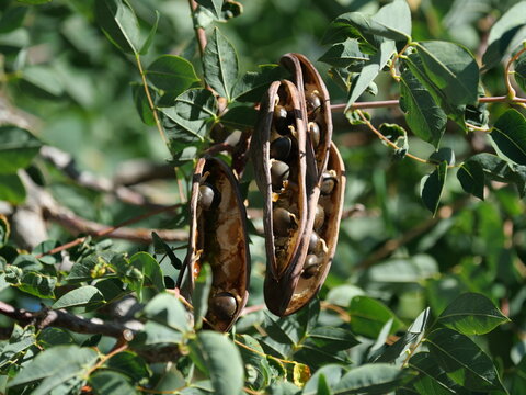 Open Kentucky Coffeetree Seed Pods (Gymnocladus dioicus) with Exposed Seeds in Colorado