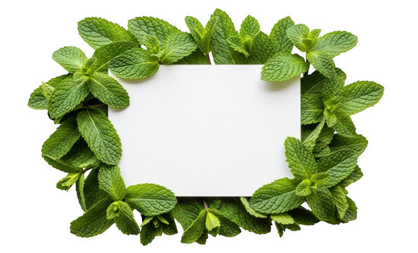 Fresh mint leaves frame with blank paper. Green herb border. Natural organic background.