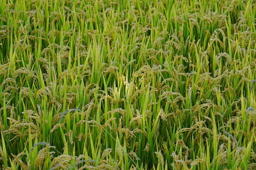 Fototapeta premium The ripe rice ears in the autumn fields