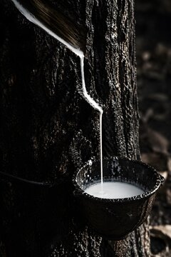 White latex stream flowing down a deeply ridged bark trunk into a collection cup