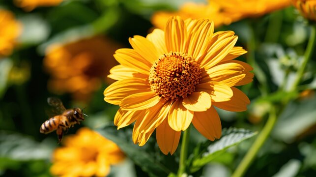 Macro of a single yellow flower in full bloom with a honey bee flying nearby in a sunny garden with green foliage in