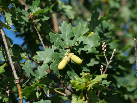 Two Green English Oak Acorns (Quercus robur) Hanging from Long Stalks Among Lobed Leaves in Colorado