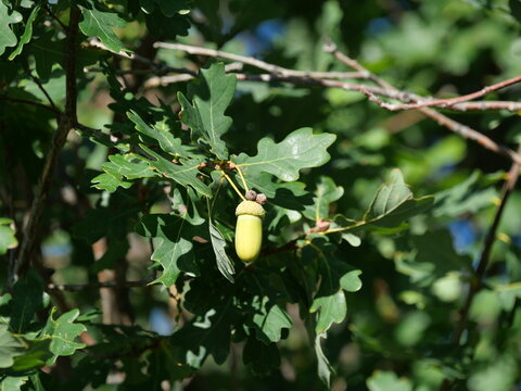 Green English Oak Acorn (Quercus robur) Hanging from a Branch with Lobed Leaves in Colorado