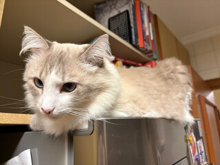 ragdoll small cat on the frige © Marcelo