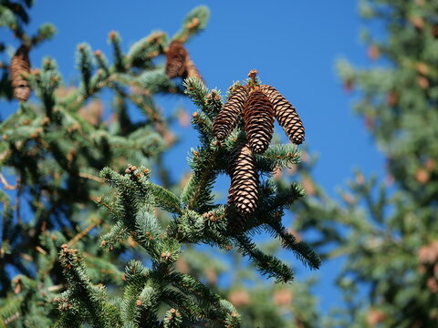 Mature Hanging Cones of Weeping Norway Spruce (Picea abies 'Pendula') Against Blue Sky in Colorado